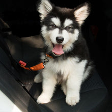 Load image into Gallery viewer, PET SEATBELT